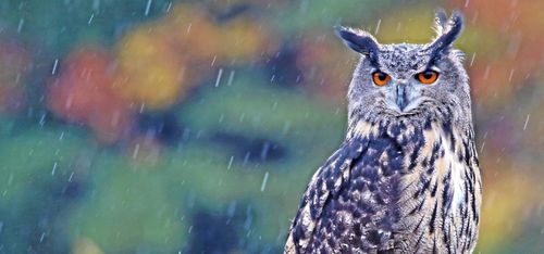 Skogsstyrelsen: Markägaren har inte rätt till ersättning