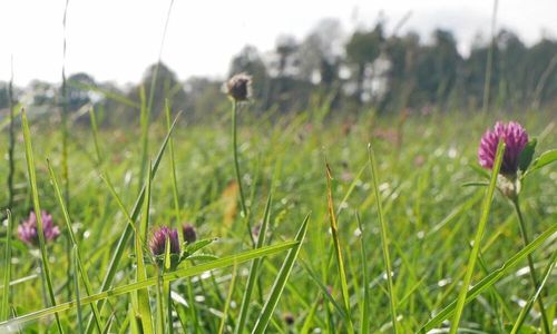 Kortare förbud mot skötsel av trädor