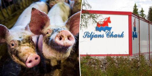 De tar över avtalen med Siljans grisleverantörer