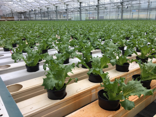 Sallatodling i slutna system hos Orto Novo på Ekerö.