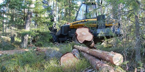 ”Mesta möjliga skog bör brukas”