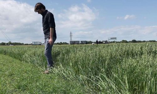 ATL TV: Stampar spannmål för bättre skörd