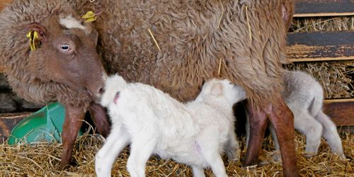 Ny digital satsning i lammnäringen