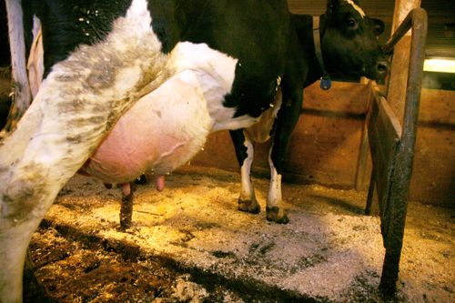 Dansk ko prisades för 100 ton mjölk