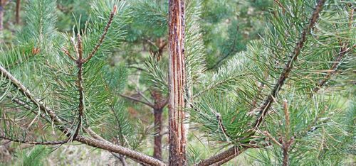 Ingen effekt av ny älgförvaltning