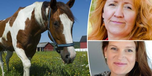 Undermåligt underlag om hästar och övergödning