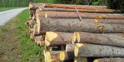 Skogsutredningen får fem månader till