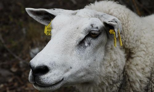 Man åtalas för övergrepp på får