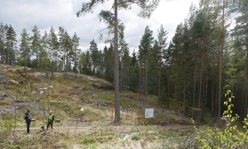 Dovhjortarnas skador på gran ökar snabbt