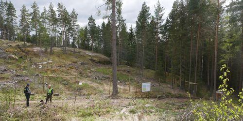 Dovhjortarnas skador på gran ökar snabbt