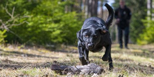 Narkotikahunden som jagar kråka på fritiden