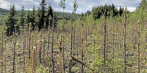 Här går det inte längre att odla tall