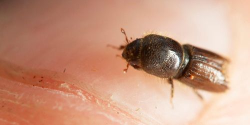 ”Granbarkborrens spridning måste stoppas”