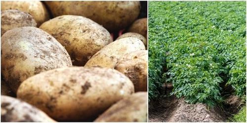 Kraftig minskning av svensk potatisodling