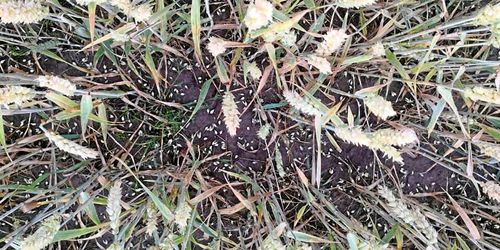 Hagelskuren förstörde spannmål