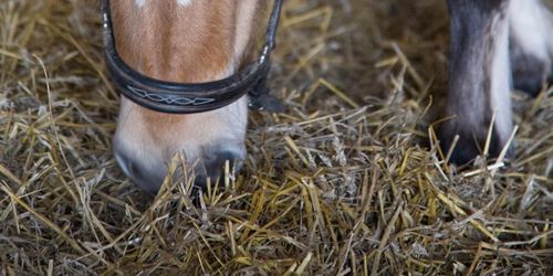 Här är alternativen till grovfoder