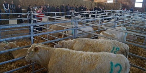 God efterfrågan på charolaiskvigor