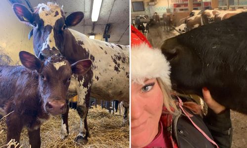 Tolv år gammal spermados gav frisk kvigkalv