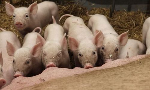 Jordbruksverkets förslag sågas av SLU:s experter