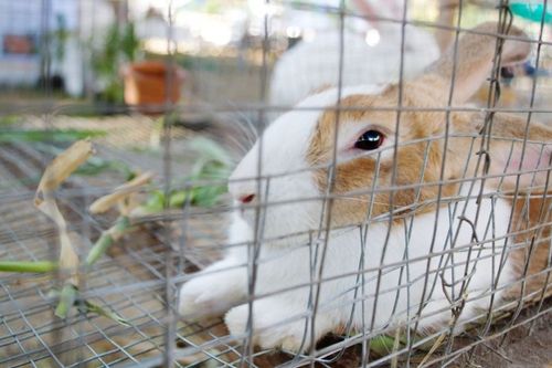 Kaninen på bild är fotograferad i ett annat sammanhang. Arkivbild.