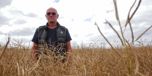 Han ökar arealen av raps med 50 procent