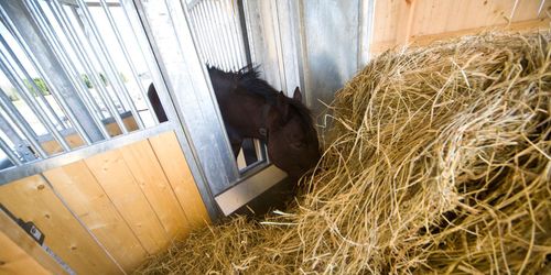 Så får du ta in hö i Sverige