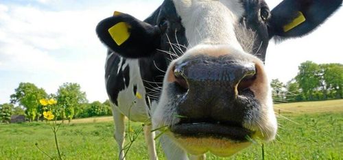 Hög nota för dansk mjölkkonkurs