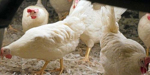 Varning för fågelinfluensa utfärdad