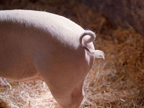 Flopp för dansk satsning på djurvälfärd