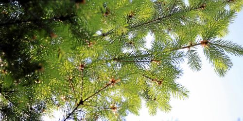 Douglasgran kan fungera i Sverige