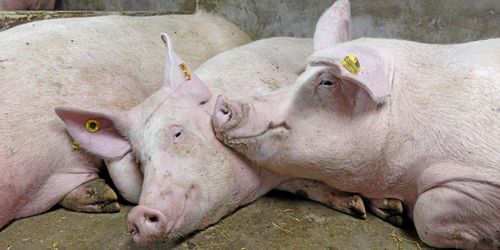 Minister försvarar bedövning med koldioxid