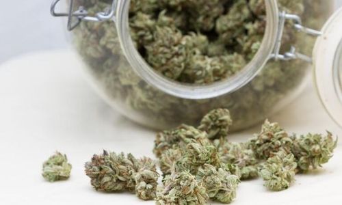 Köar för att få odla cannabis