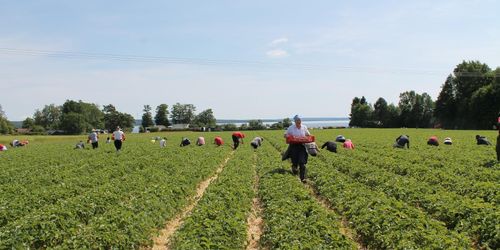 Jordgubbsodlarna nöjda trots regn och kyla