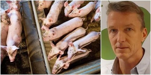 Verkningslös och rättsosäker djurskyddskontroll