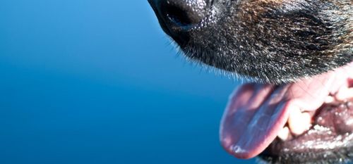 Ryssland sprider falsk nyhet om djurbordeller