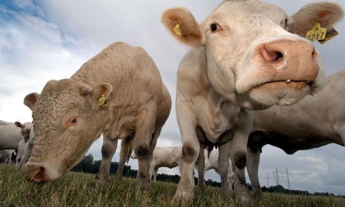 Kalvande kviga låg död i hage