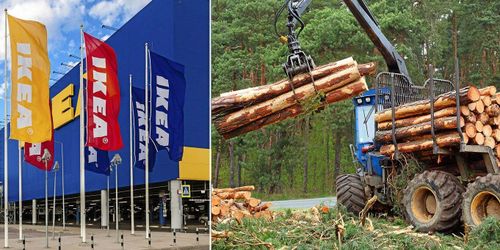 Trots klimatmål – en stock av hundra blir Ikeamöbel