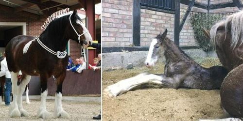 Föl redan i januari – flera fördelar för uppfödare