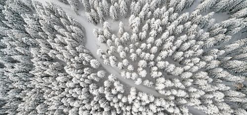 Sveaskog säljer mest i norr