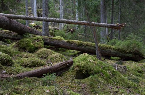 Relevant kulturdebatt om skogen