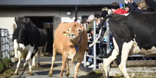 Smittrisk sätter stopp för kosläpp