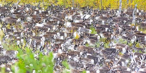 Sverigedemokraterna vill släppa renskötseln fri för alla svenskar