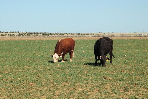 Algtillskott minskade metanutsläpp med 80 procent