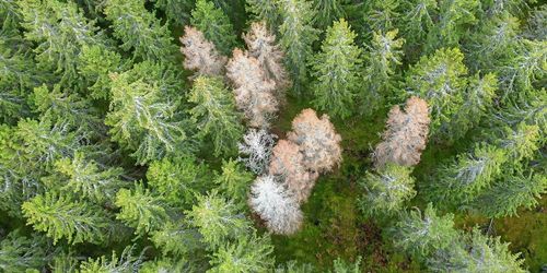 Feromoner ska locka till sig fruktad rysk barkborre