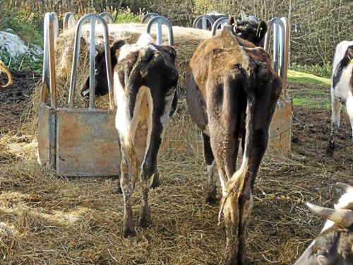 Polisen fråntas ansvar för omhändertagna djur