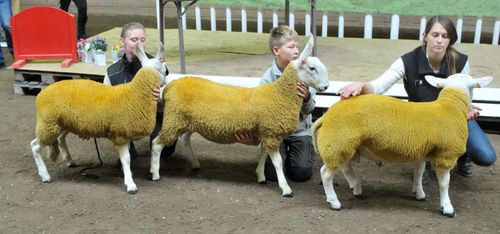 Höga snittpriser på baggeauktion