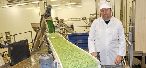 Ärtskörden inledd - nu skördar Toppfrys