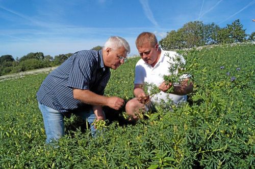 Lupin - på tallriken i framtiden