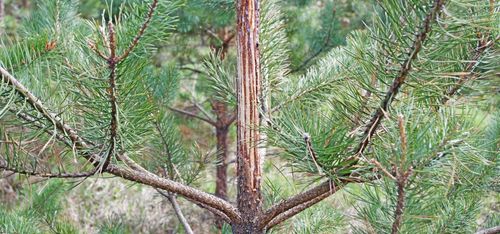 Markägare fick rätt om älgförvaltning