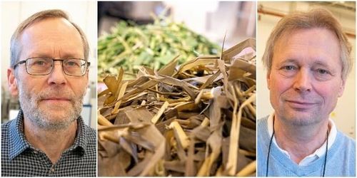 Ensilerad vass kan bli framtidens foder